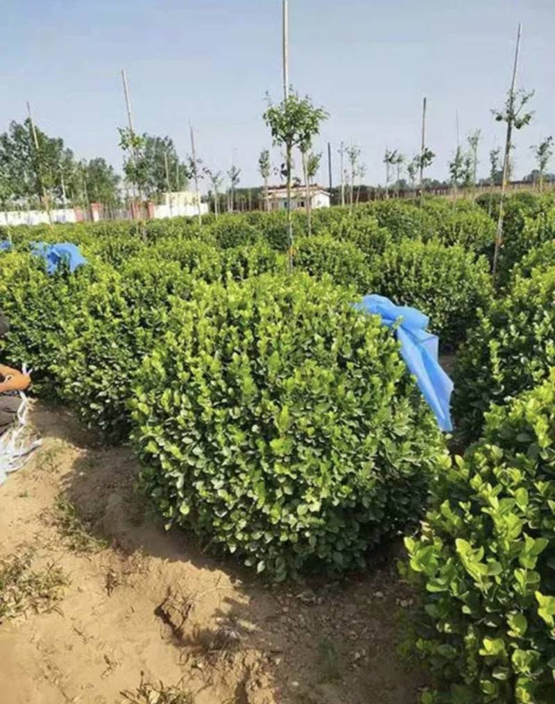 冠幅120厘米卫矛球基地直发专做苗木经验丰富