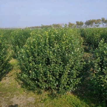 冠幅120厘米卫矛球基地直发专做苗木经验丰富