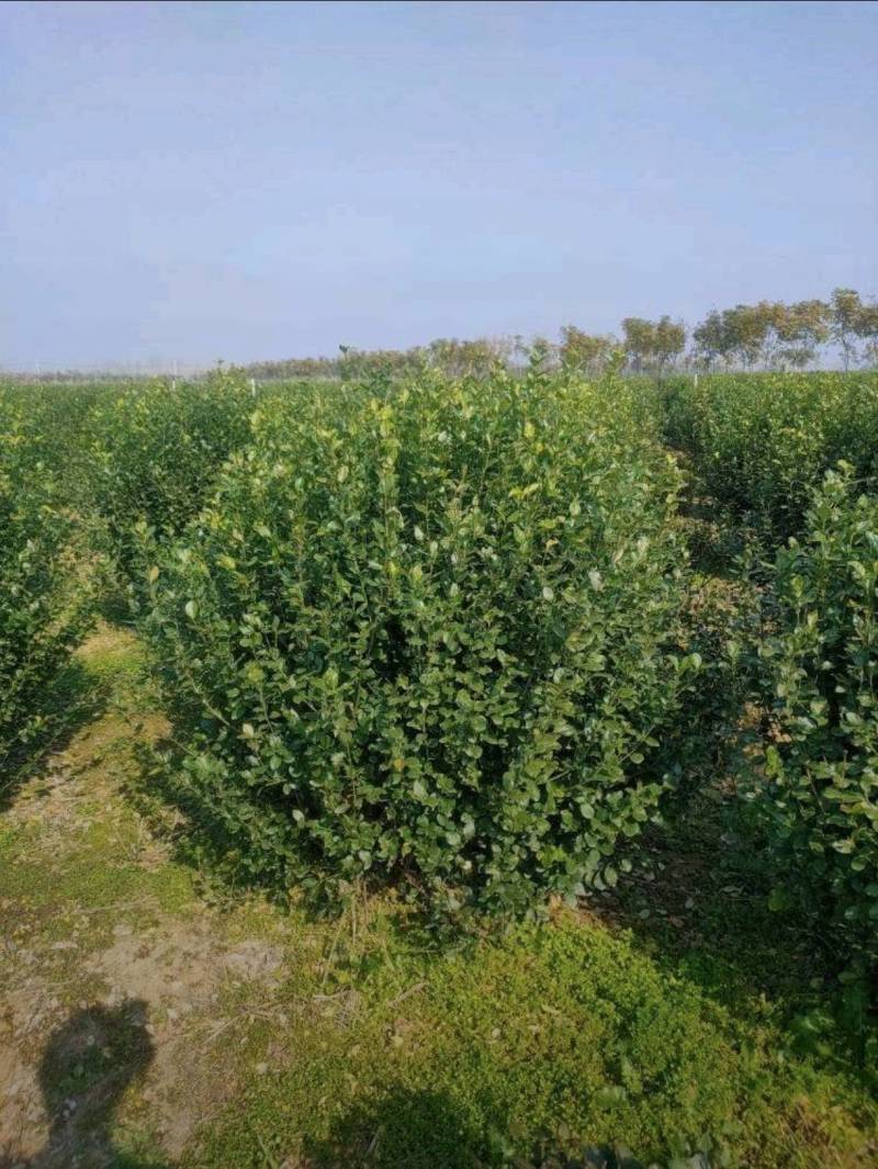 冠幅120厘米卫矛球基地直发专做苗木经验丰富