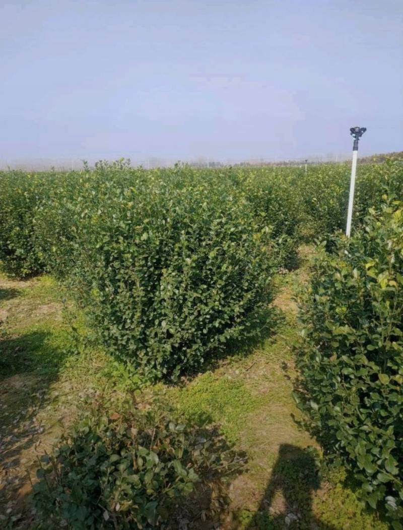 冠幅120厘米卫矛球基地直发专做苗木经验丰富