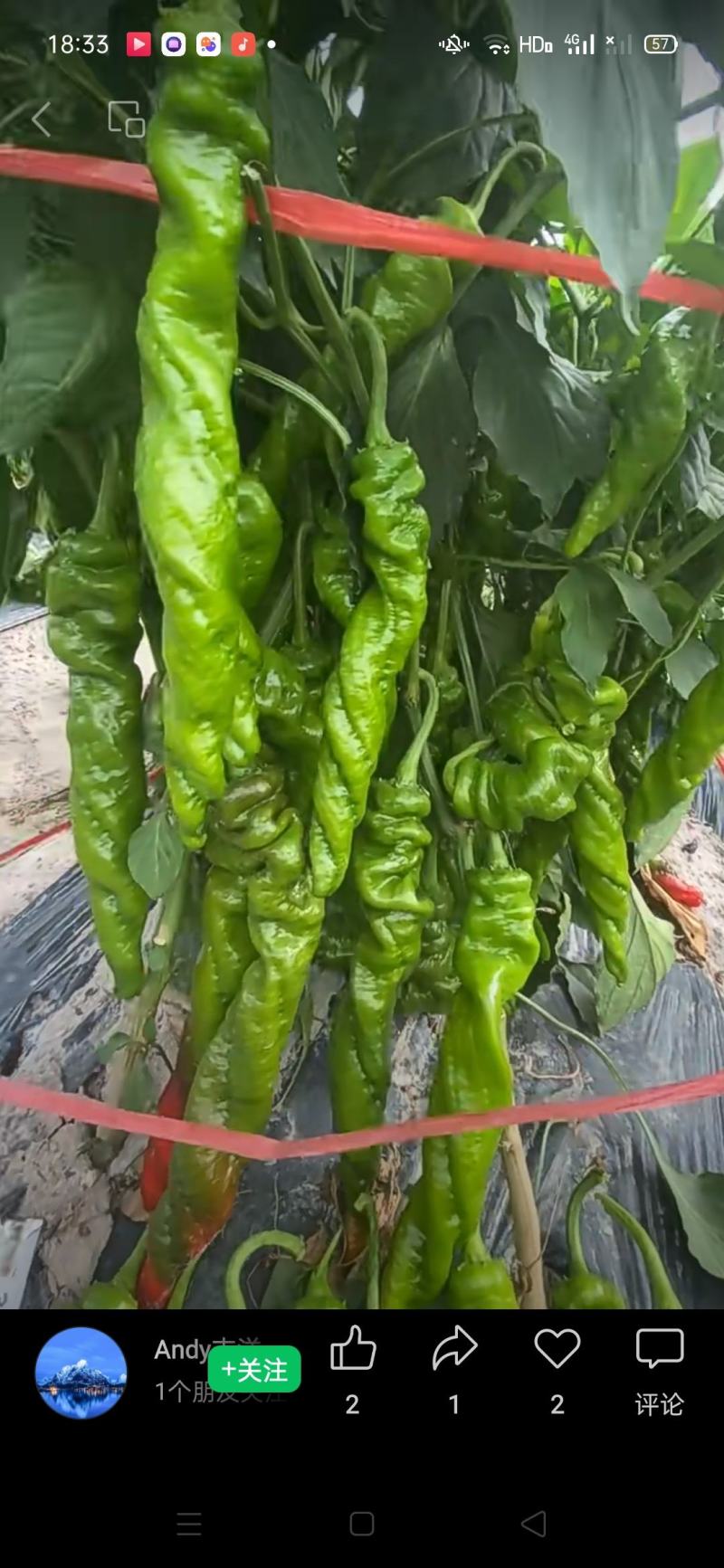 辣椒苗精品需要的联系