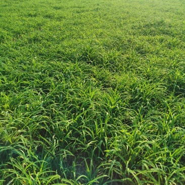 大花萱草