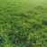 大花萱草