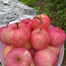 汶川，茂县。实力代办三县产地直销糖心苹果