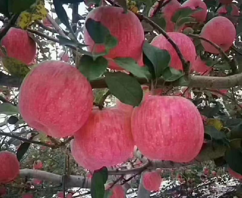 汶川，茂县。实力代办三县产地直销糖心苹果