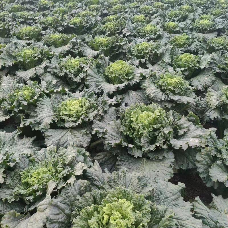 【推荐】河北唐山秋绿60白菜大量供应新鲜对接河北附近地区