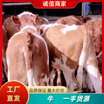 贵州活牛出售诚信经营量大从优可视频看货欢迎来电