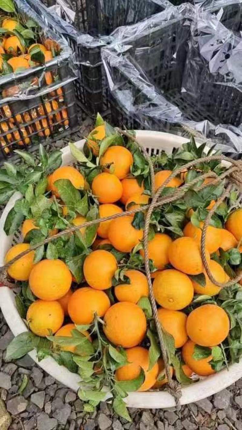 爱媛果冻橙量大无忧可视频看货欢迎全国老板前来