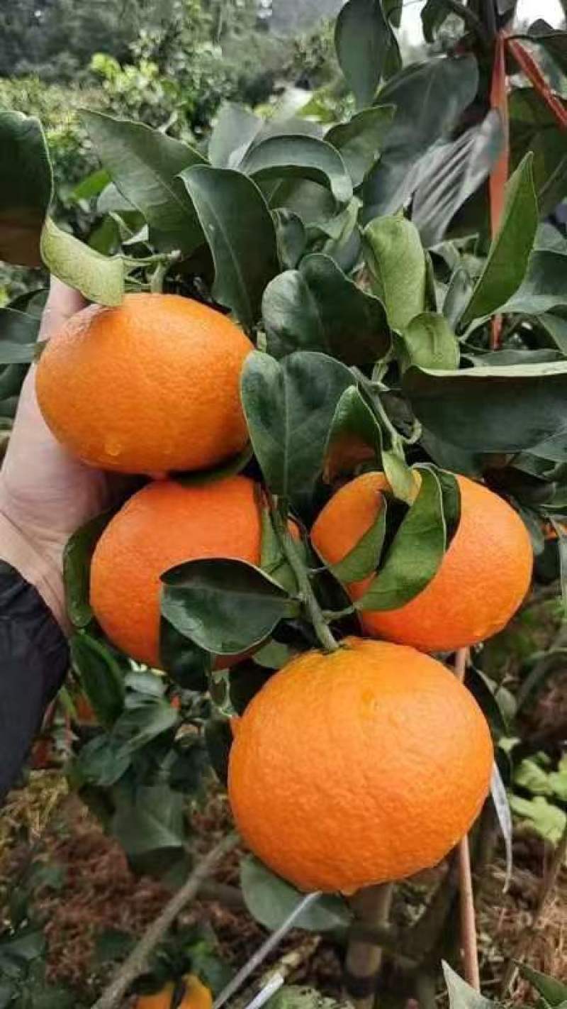 爱媛果冻橙量大无忧可视频看货欢迎全国老板前来