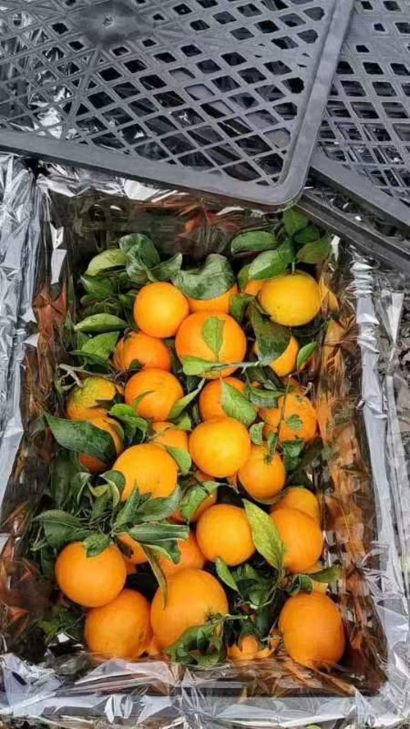爱媛果冻橙量大无忧可视频看货欢迎全国老板前来