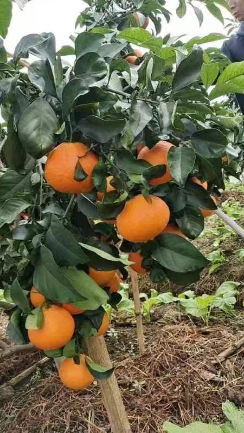 爱媛果冻橙量大无忧可视频看货欢迎全国老板前来