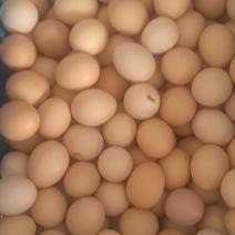 上海金山鸡蛋
