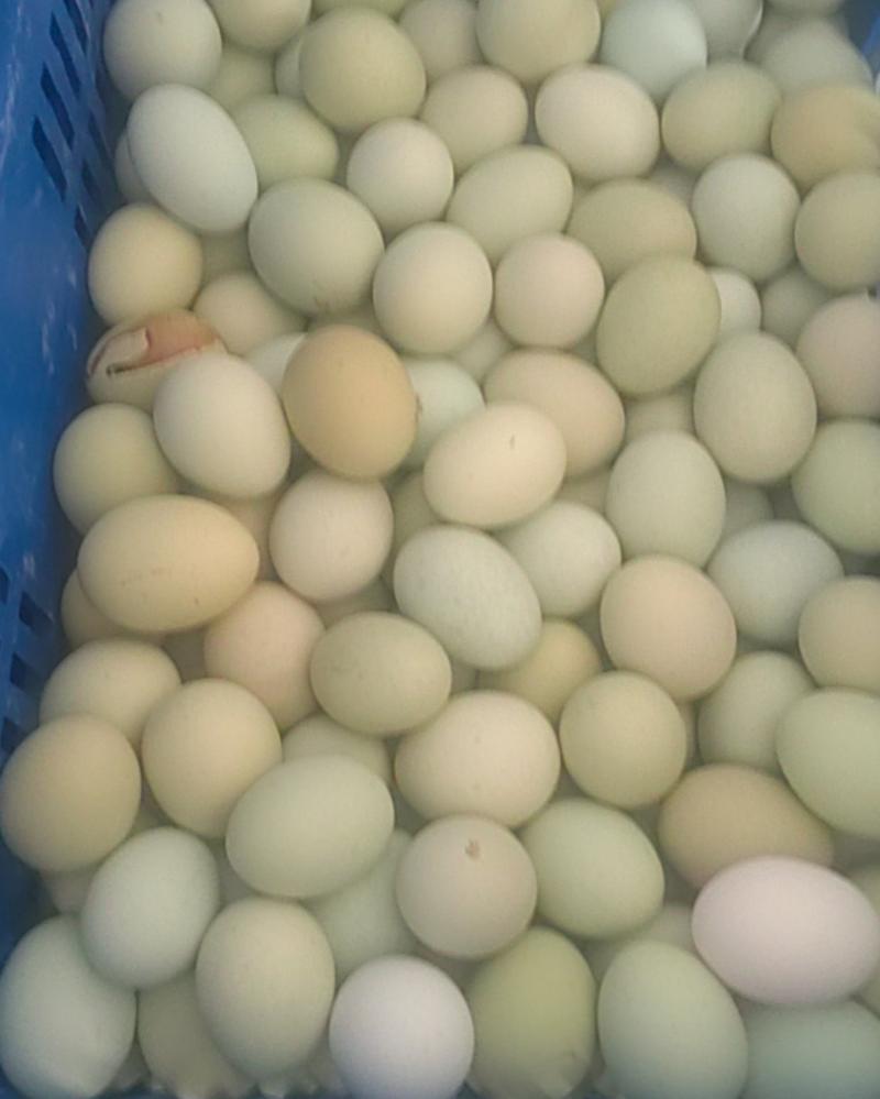 上海金山鸡蛋