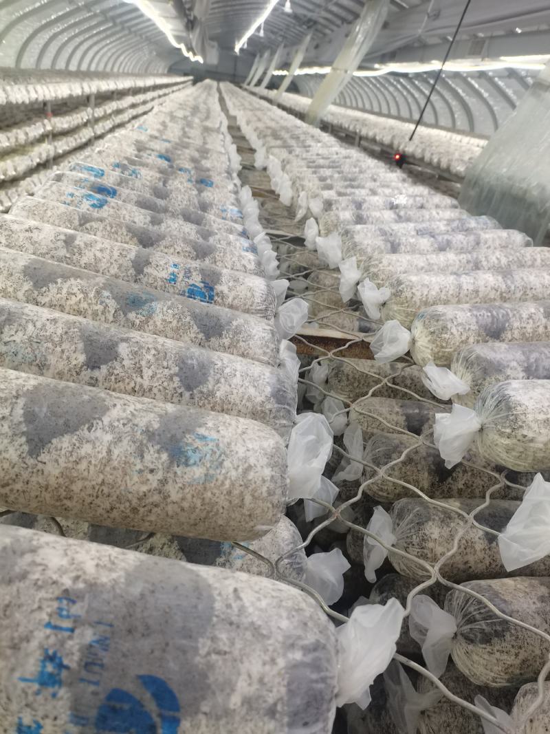 香菇菌棒