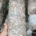 香菇菌棒