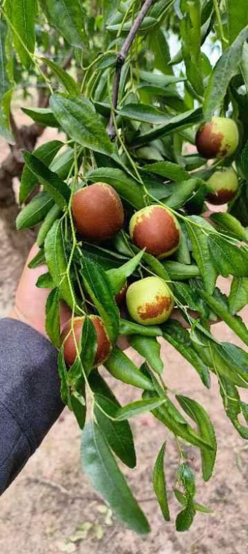 冷库冬枣大量上市，需要的老板联系我，脆甜可口。皮薄多汁，