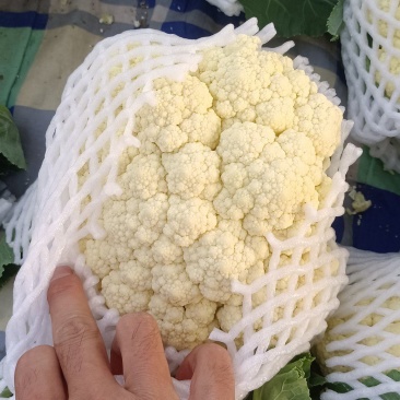 花菜
