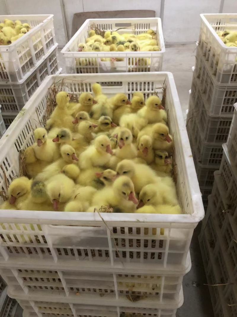 【实力推荐】大品种反季节三鹅苗，基地直销，全国供应