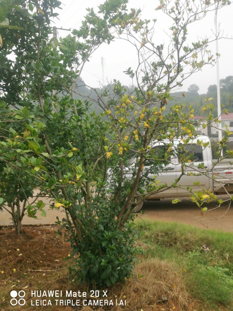 栀子花树