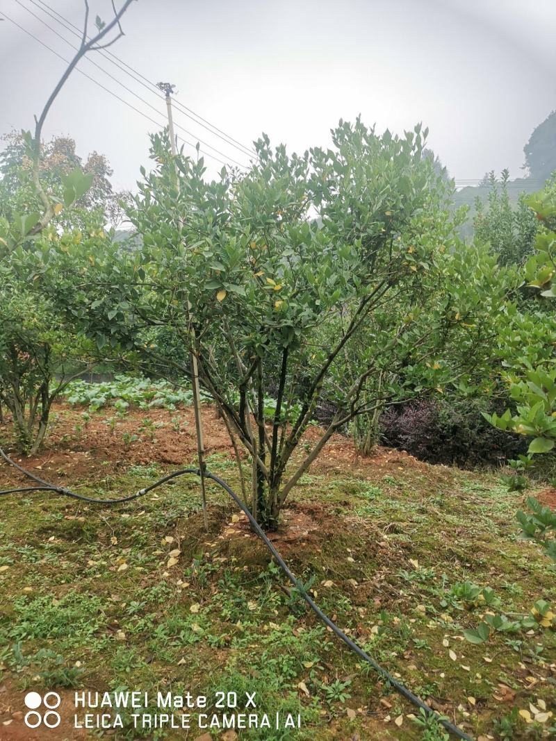 栀子花树