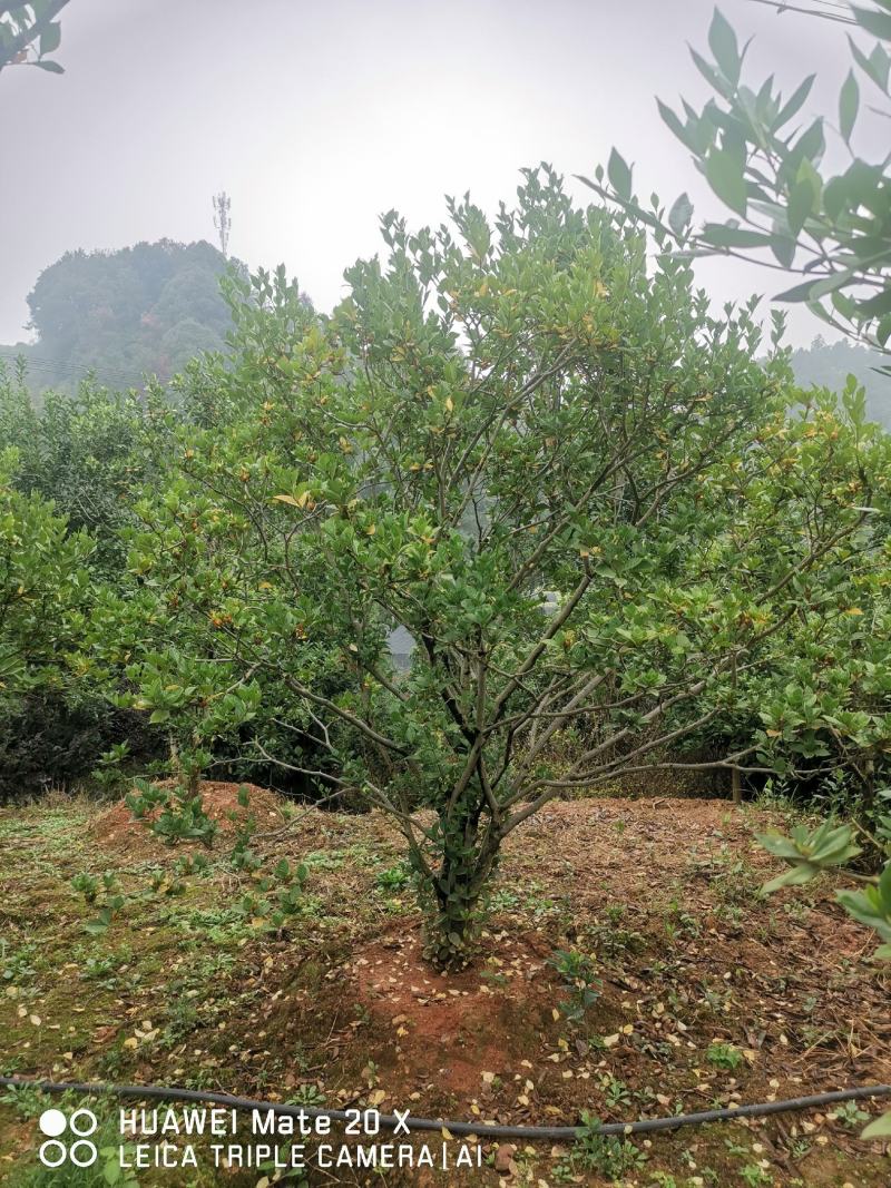 栀子花树