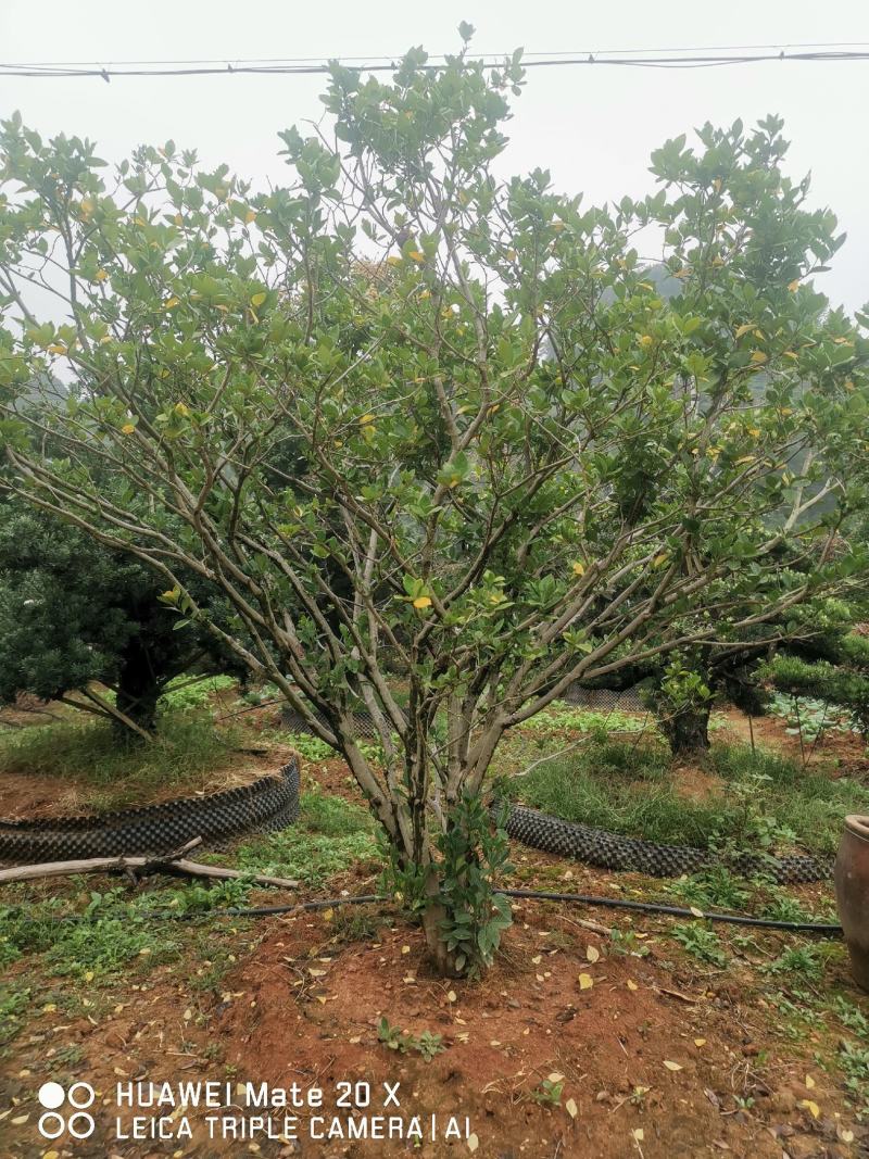 栀子花树