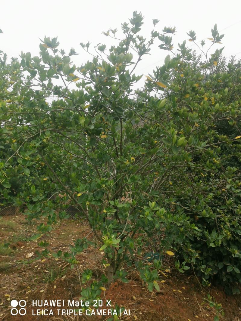 栀子花树