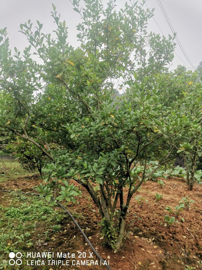栀子花树