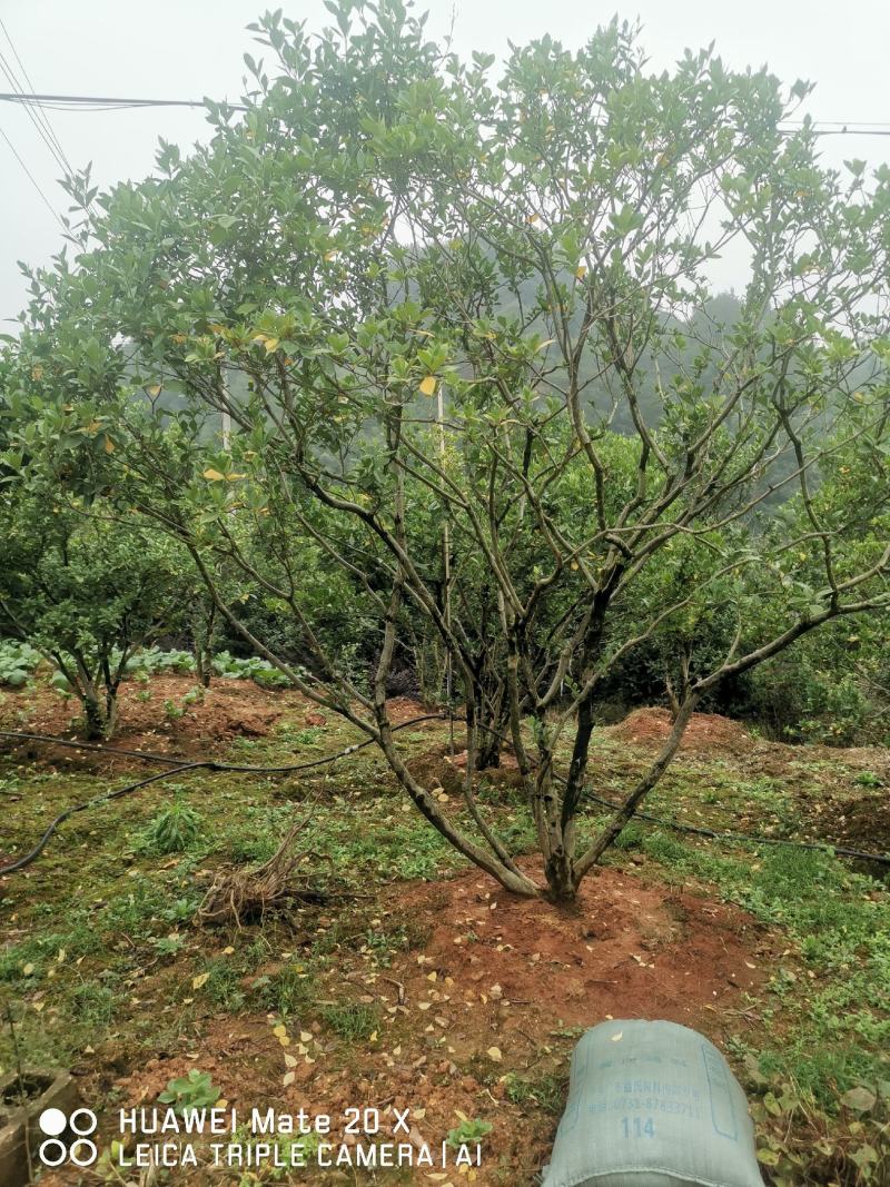 栀子花树