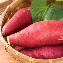 西瓜红红薯大量上市价格从优口感绵密支持客商视频看