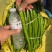 安阳螺丝椒线椒菜椒全国共货可对接电商商超等，诚信经营