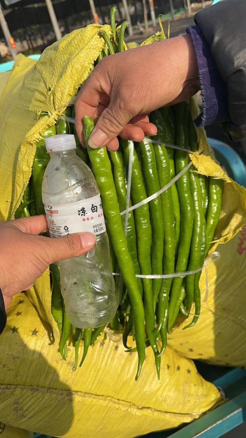 安阳螺丝椒线椒菜椒全国共货可对接电商商超等，诚信经营