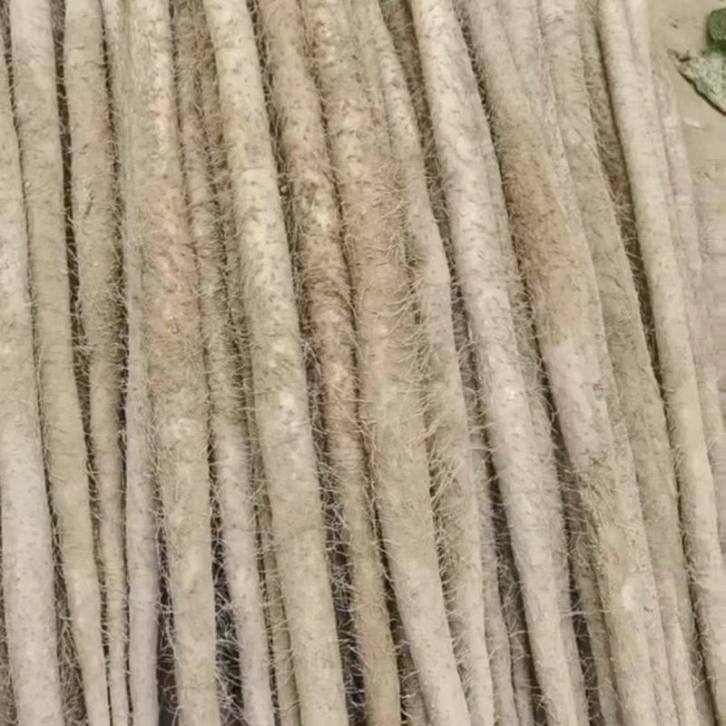 精品山药大量上市高价格可谈量大从优欢迎新老客户