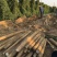 精品山药大量上市高价格可谈量大从优欢迎新老客户
