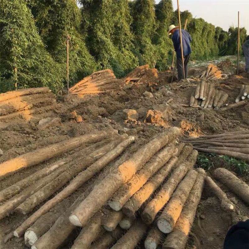精品山药大量上市高价格可谈量大从优欢迎新老客户