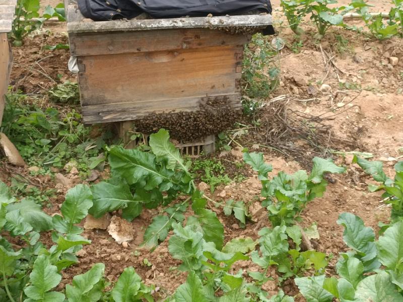 陕西农家土蜂蜜大自然自然生长，百花蜜，大山深处土蜂蜜