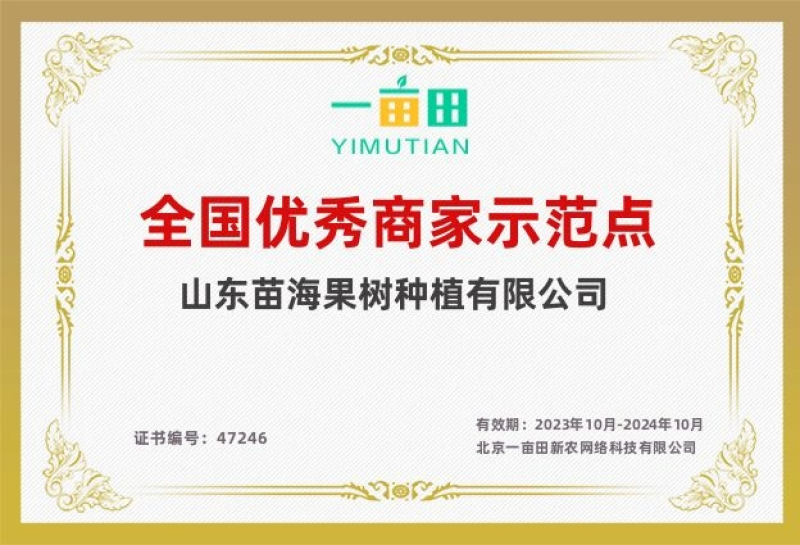 新品玉兰花树苗四季开花嫁接苗红黄白紫玉兰树苗盆栽地栽苗