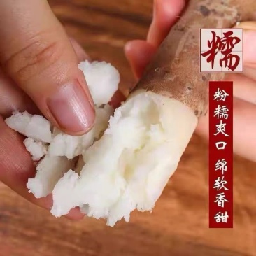 西施山药大量现货价格可谈物美价廉欢迎各个采购商咨询