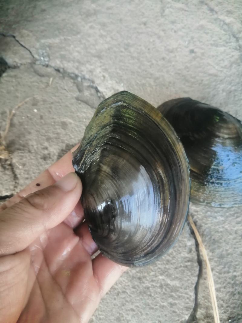 河，蚌一二两左右的大量出售，规格9到14公分