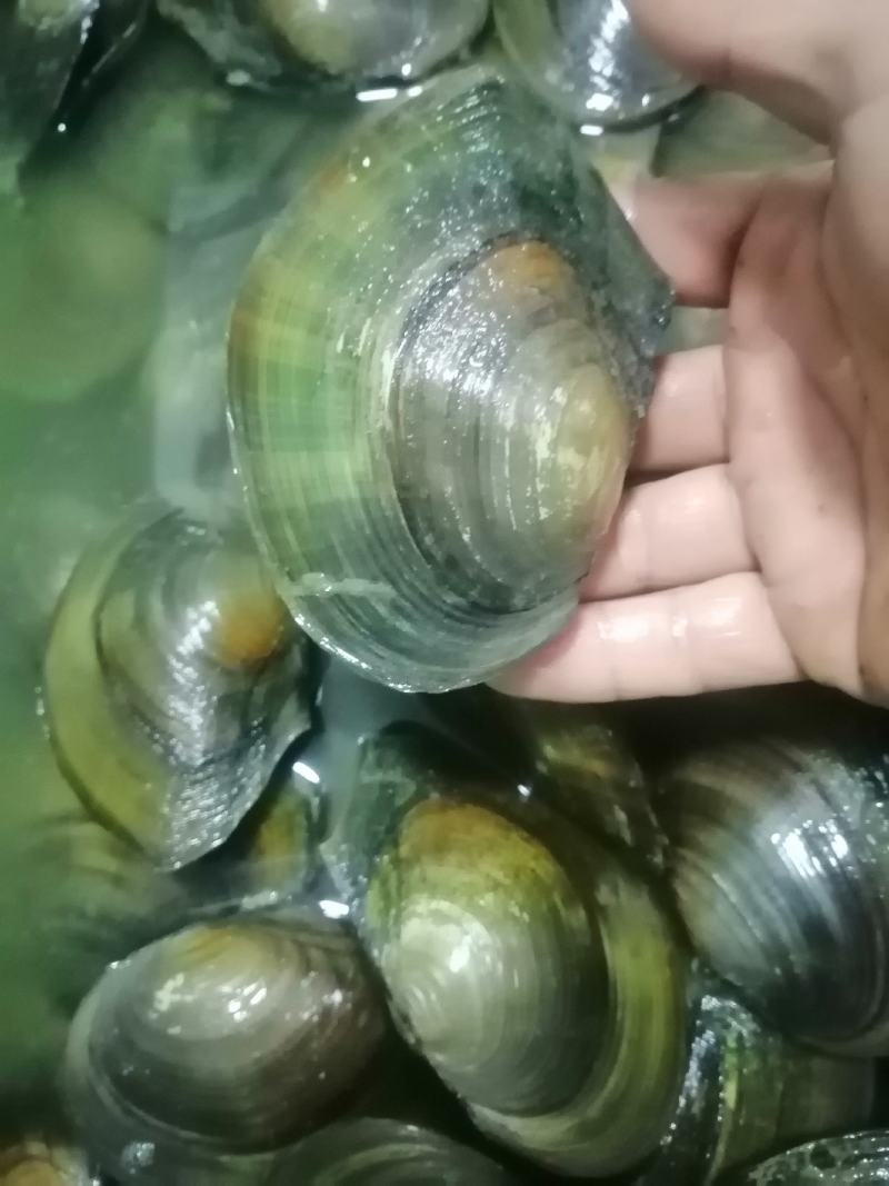 河，蚌一二两左右的大量出售，规格9到14公分