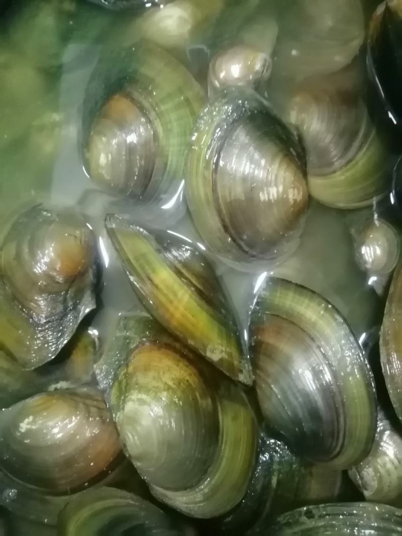 河，蚌一二两左右的大量出售，规格9到14公分