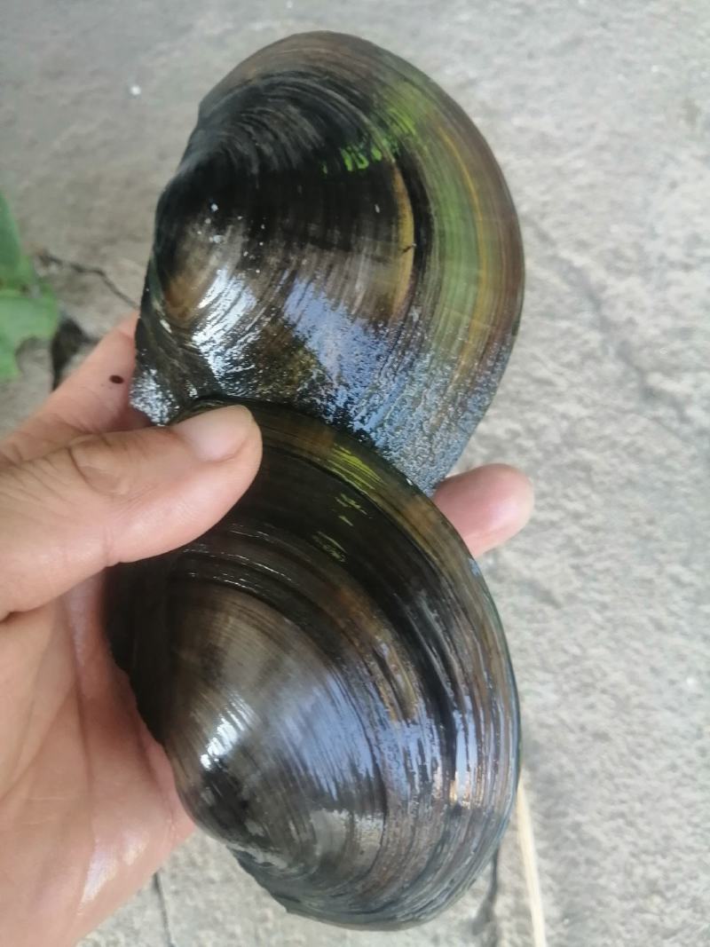 河，蚌一二两左右的大量出售，规格9到14公分