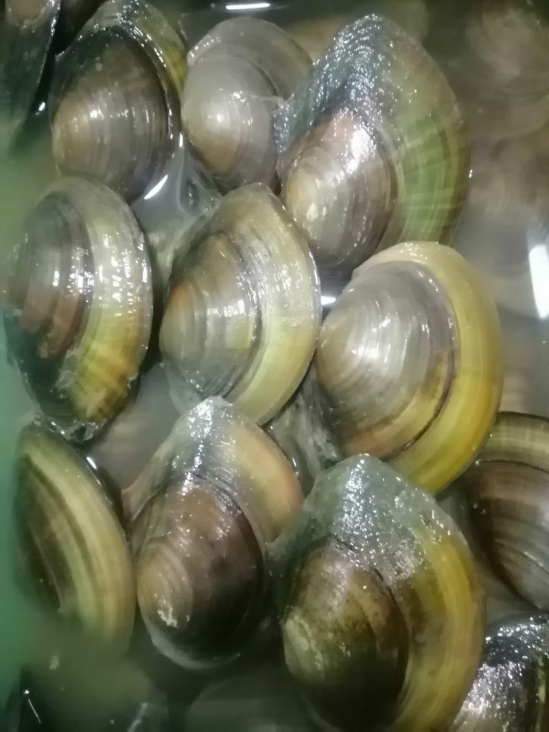 河，蚌一二两左右的大量出售，规格9到14公分