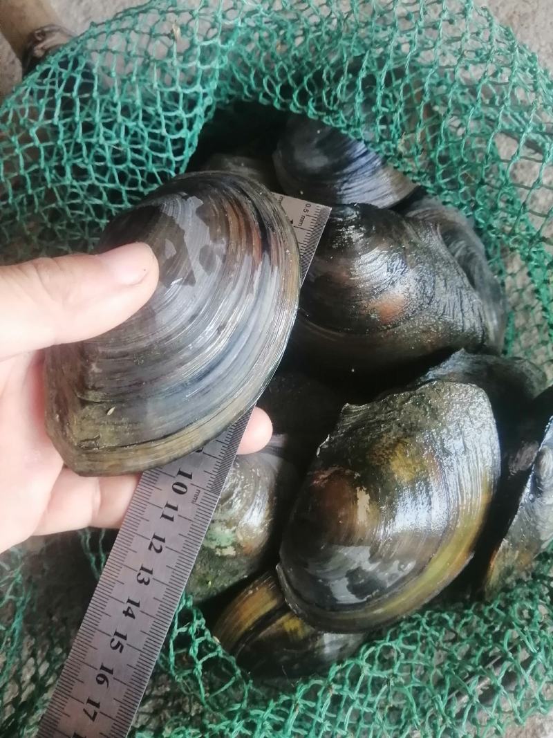河，蚌一二两左右的大量出售，规格9到14公分
