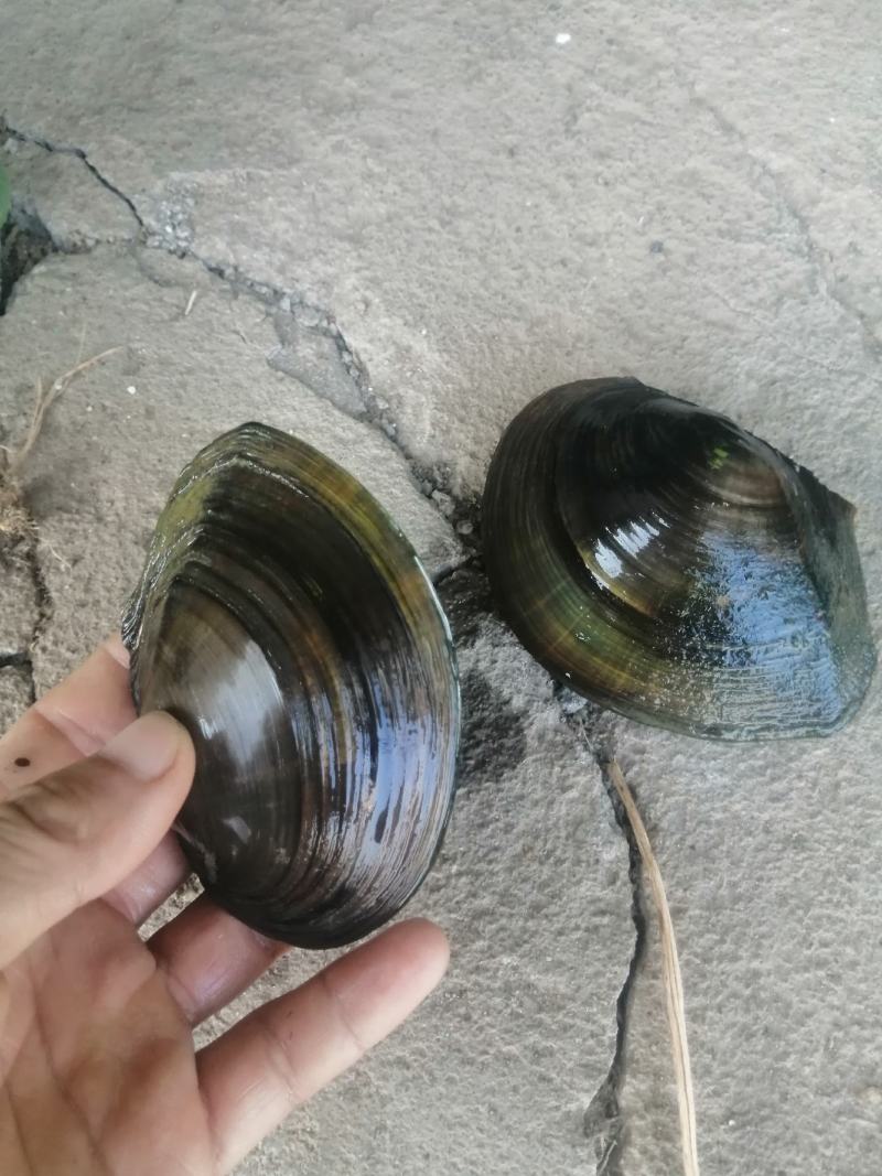 河，蚌一二两左右的大量出售，规格9到14公分