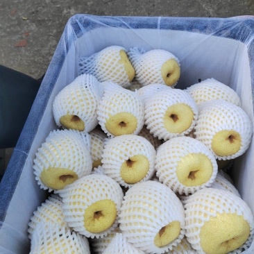 70-75精品酥梨，框装贡梨，果面干净口感好一级精品