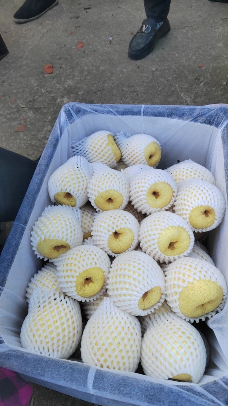 70-75精品酥梨，框装贡梨，果面干净口感好一级精品