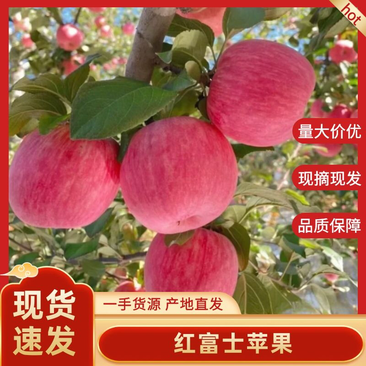 【精选】山西红富士苹果，产地直发口感脆甜，支持一件代发