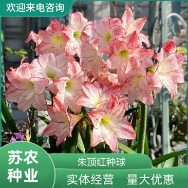 朱顶红重瓣种球耐寒花卉多年种根四季开花正品室内外阳台庭院