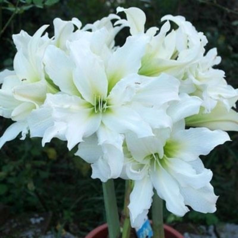 朱顶红重瓣种球耐寒花卉多年种根四季开花正品室内外阳台庭院